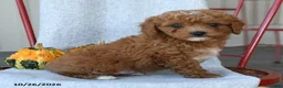 Cockapoo dogs for sale: Redmond - Ad 3