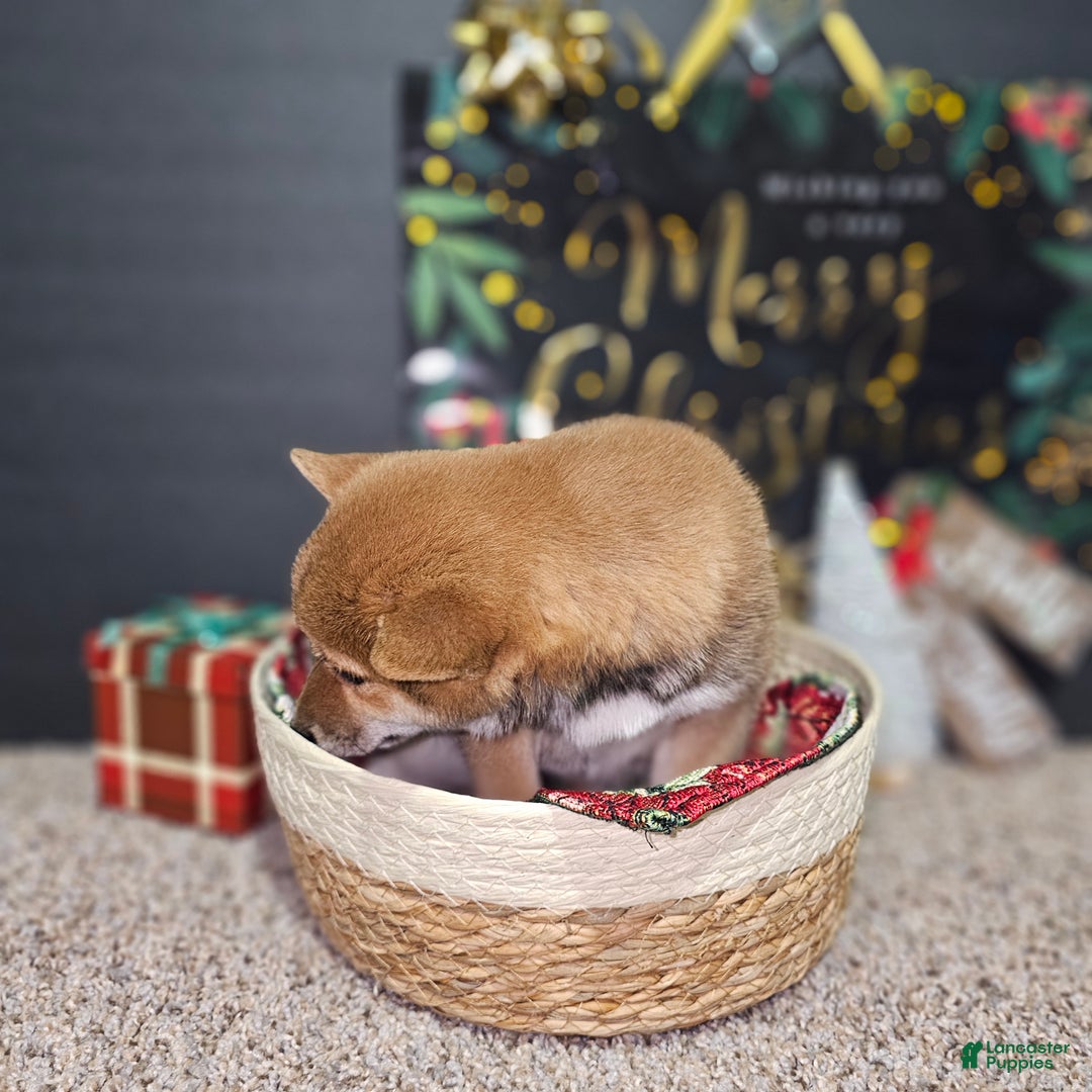 Shiba Inu dogs for sale: Mika - Ad 11