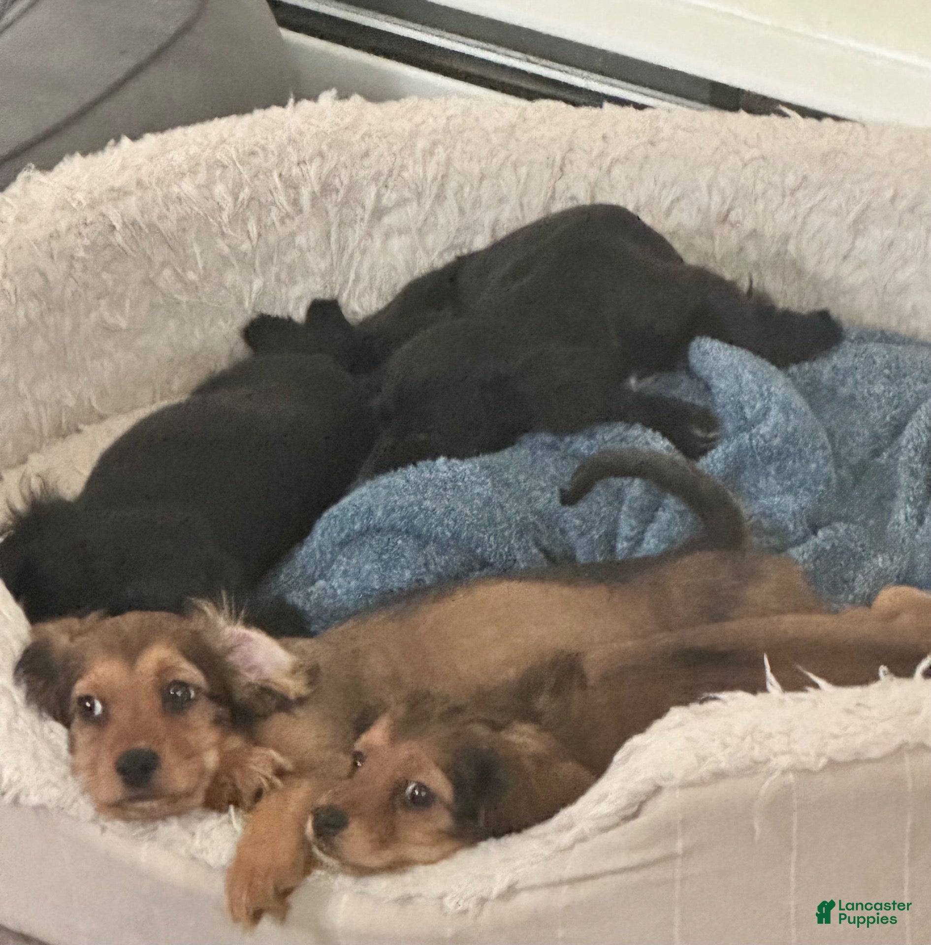 Mixed Breed dogs Nico - Ad 12