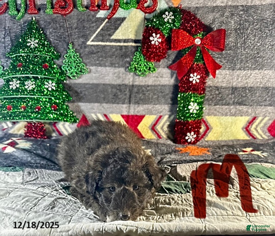 Sheltiedoodle dogs for sale: Paul - Ad 1