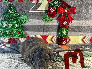 Sheltiedoodle dogs Paul - Ad 3