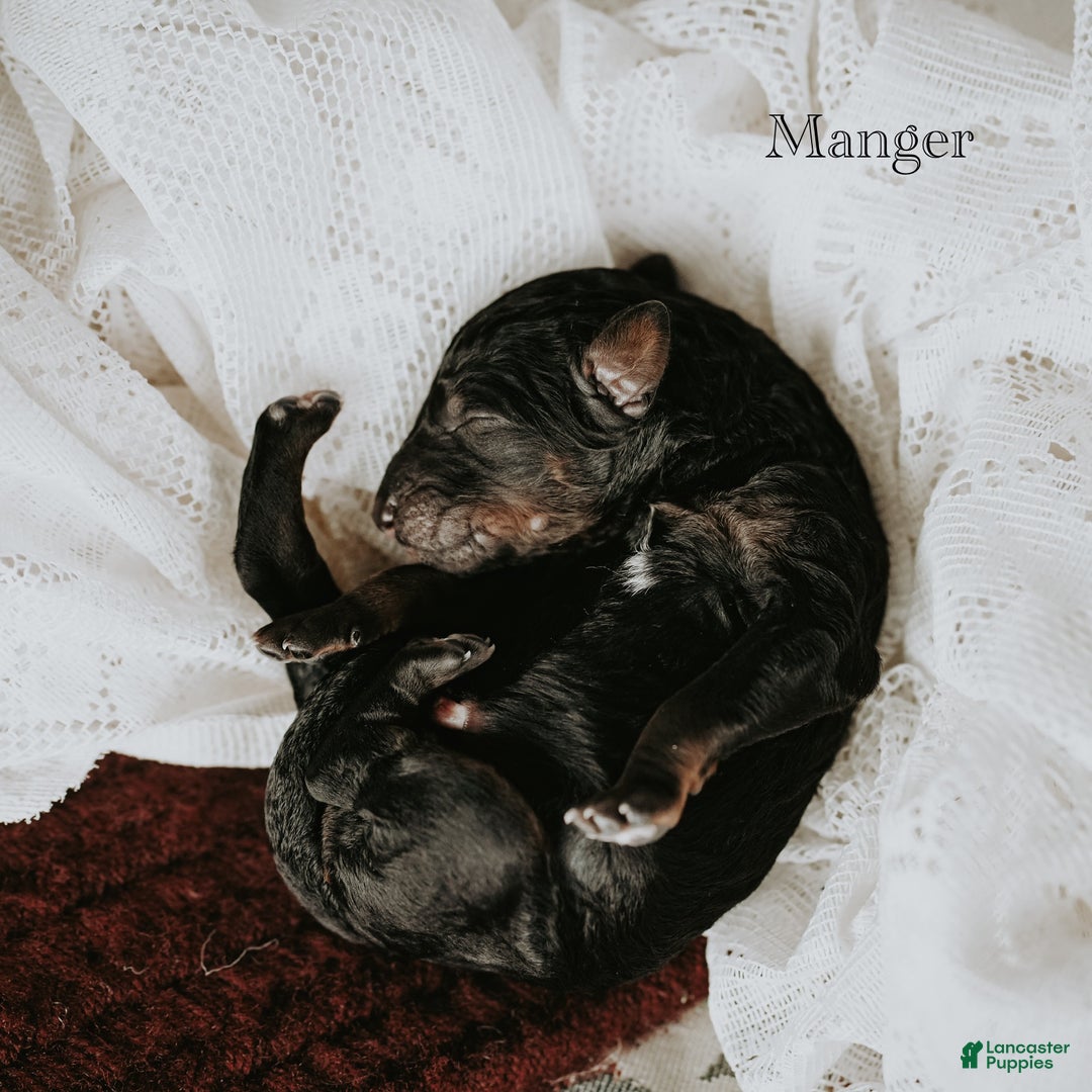 Standard Poodle dogs for sale: Manger - Ad 3