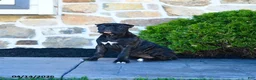 Cane Corso dogs for sale: Tilly - Ad 10