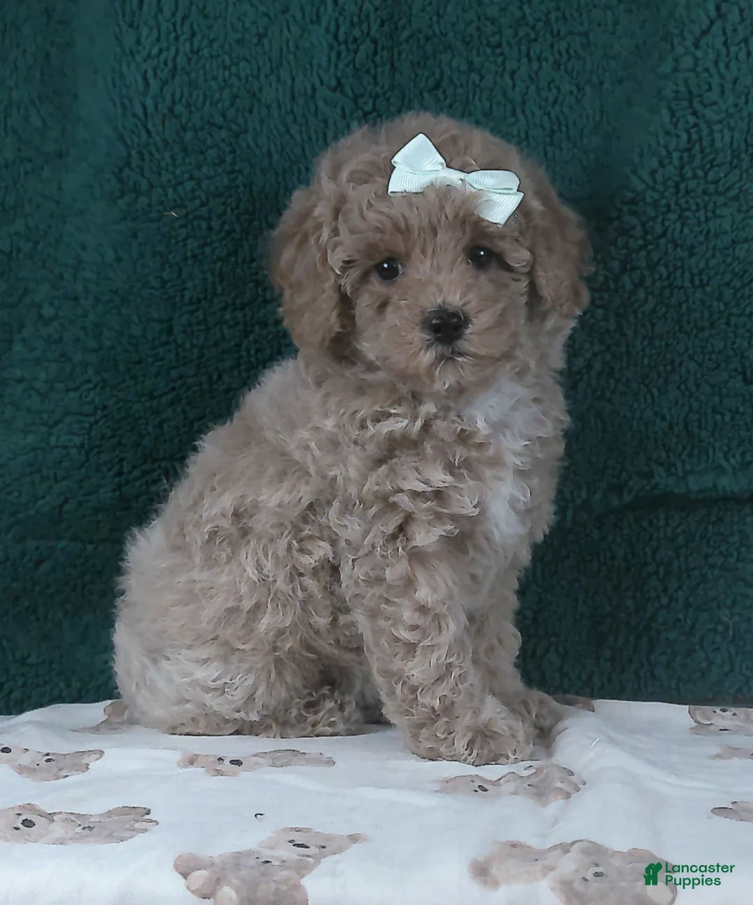 Miniature Poodle dogs for sale: Queen - Ad 2