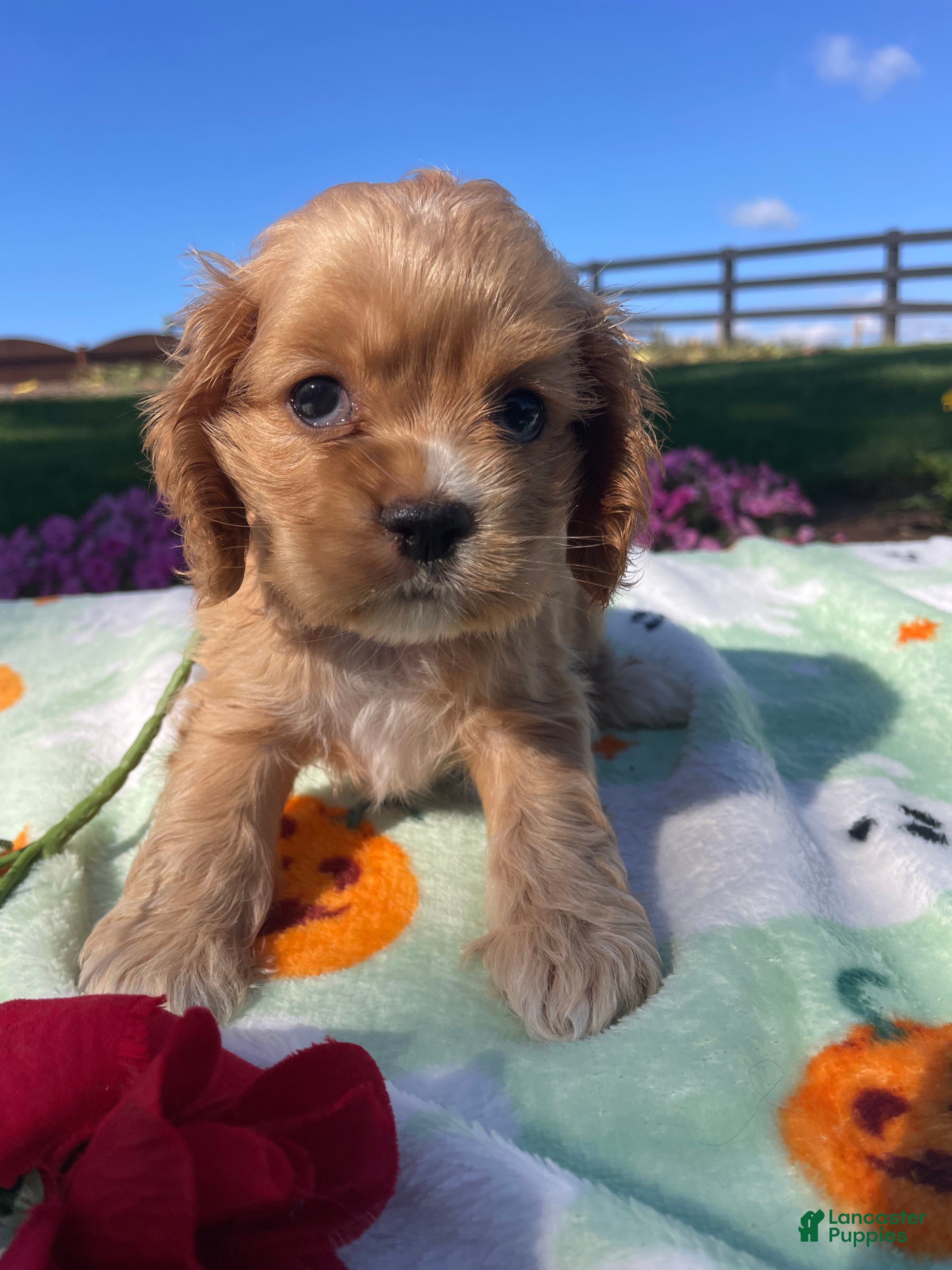 Cocker Spaniel dogs Luna - Ad 1