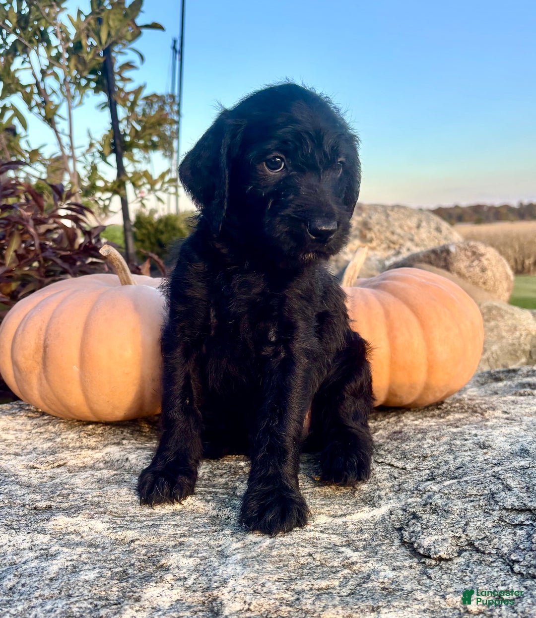 Mixed Breed dogs for sale: Josie - Ad 3