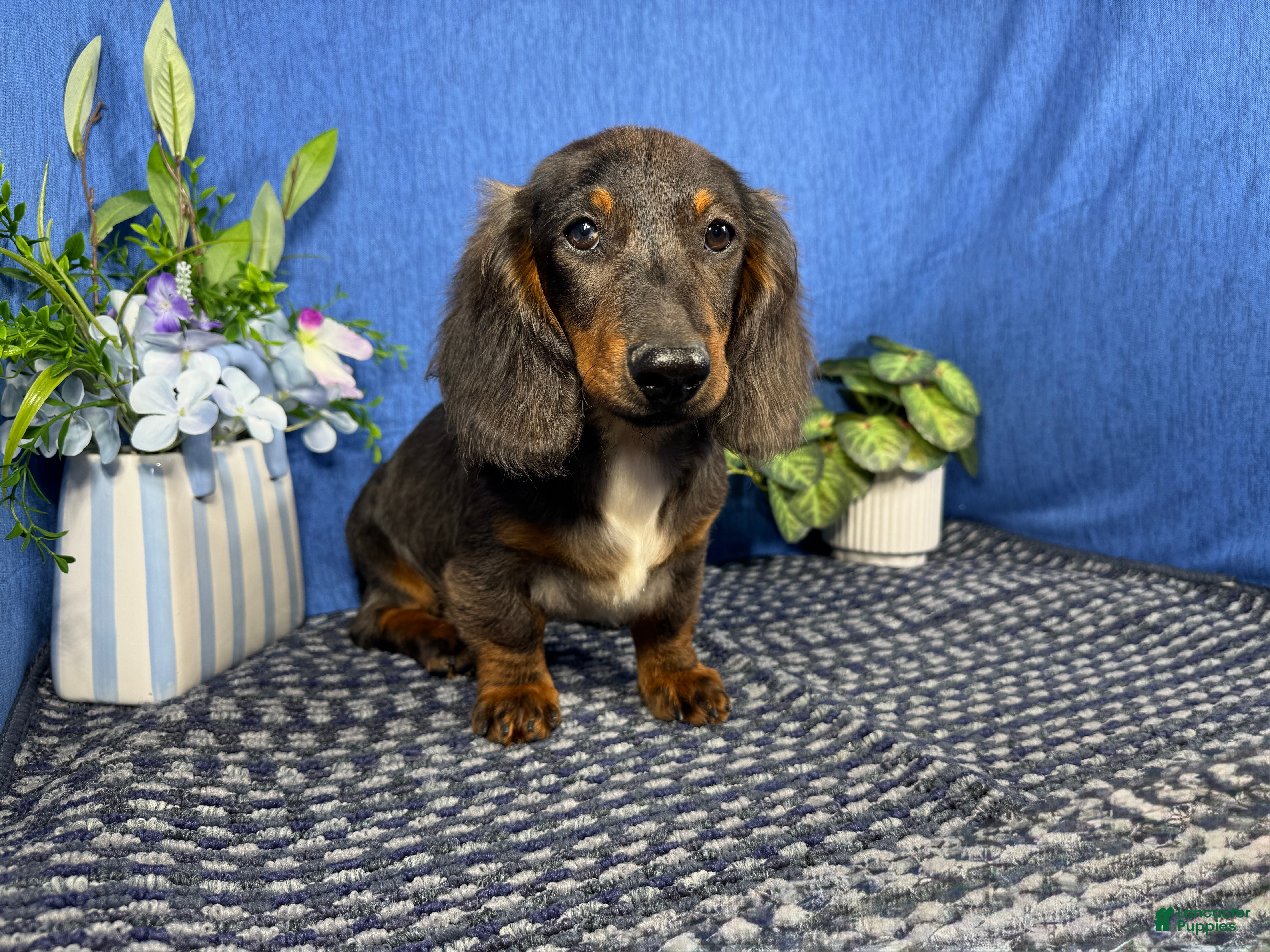 Miniature Dachshund dogs Miniature Dachshund 1 - Ad 32