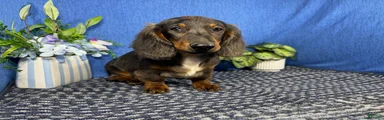Miniature Dachshund 1