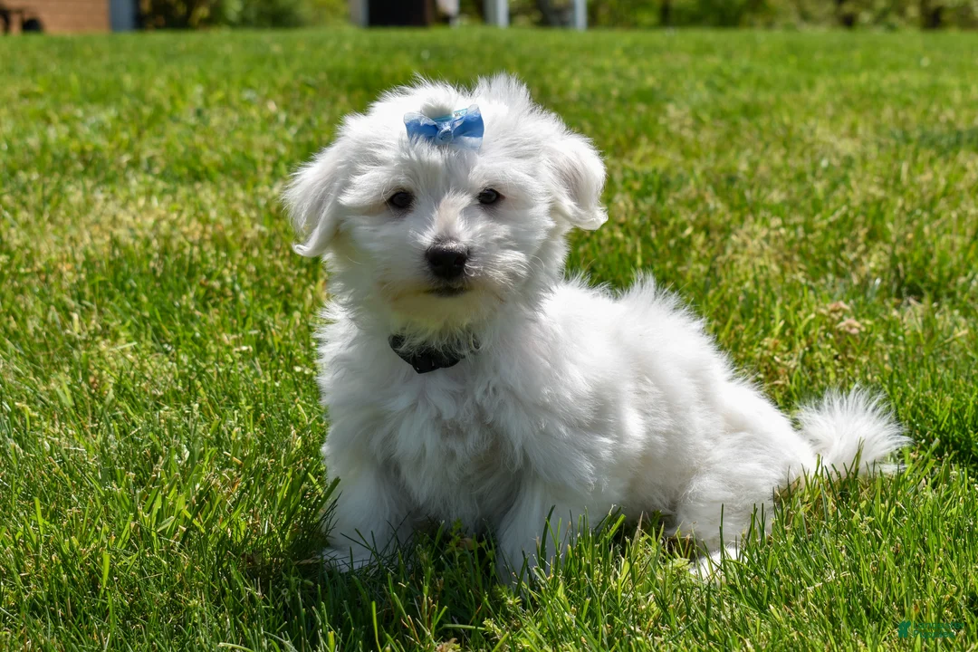 Maltese dogs for sale:  Justin  - Ad 1