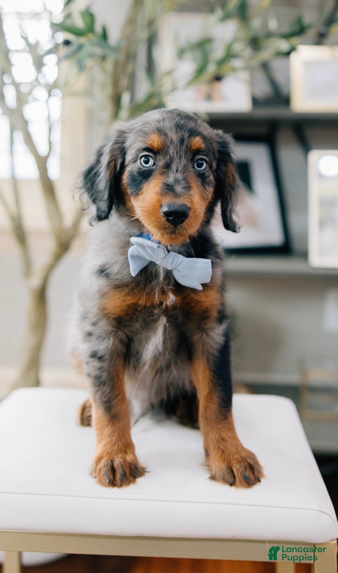 Aussiedoodle dogs Leek - Ad 2