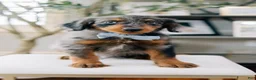 Aussiedoodle dogs for sale: Leek - Ad 2