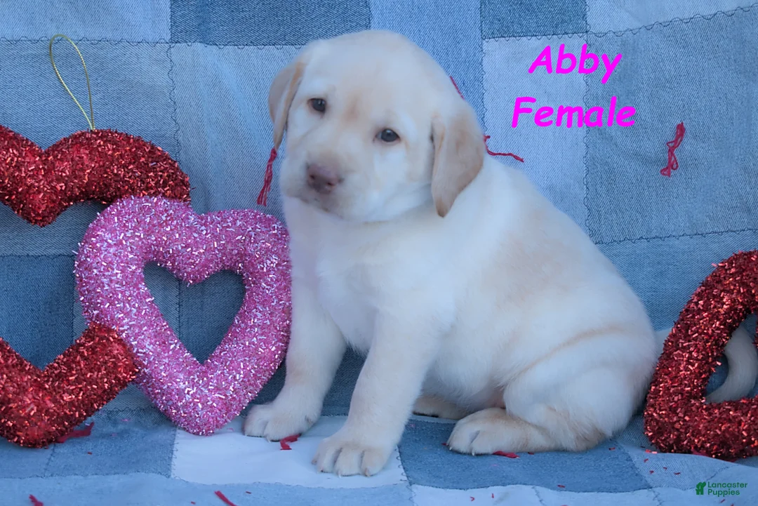 Labrador Retriever dogs for sale: Abby - Ad 3