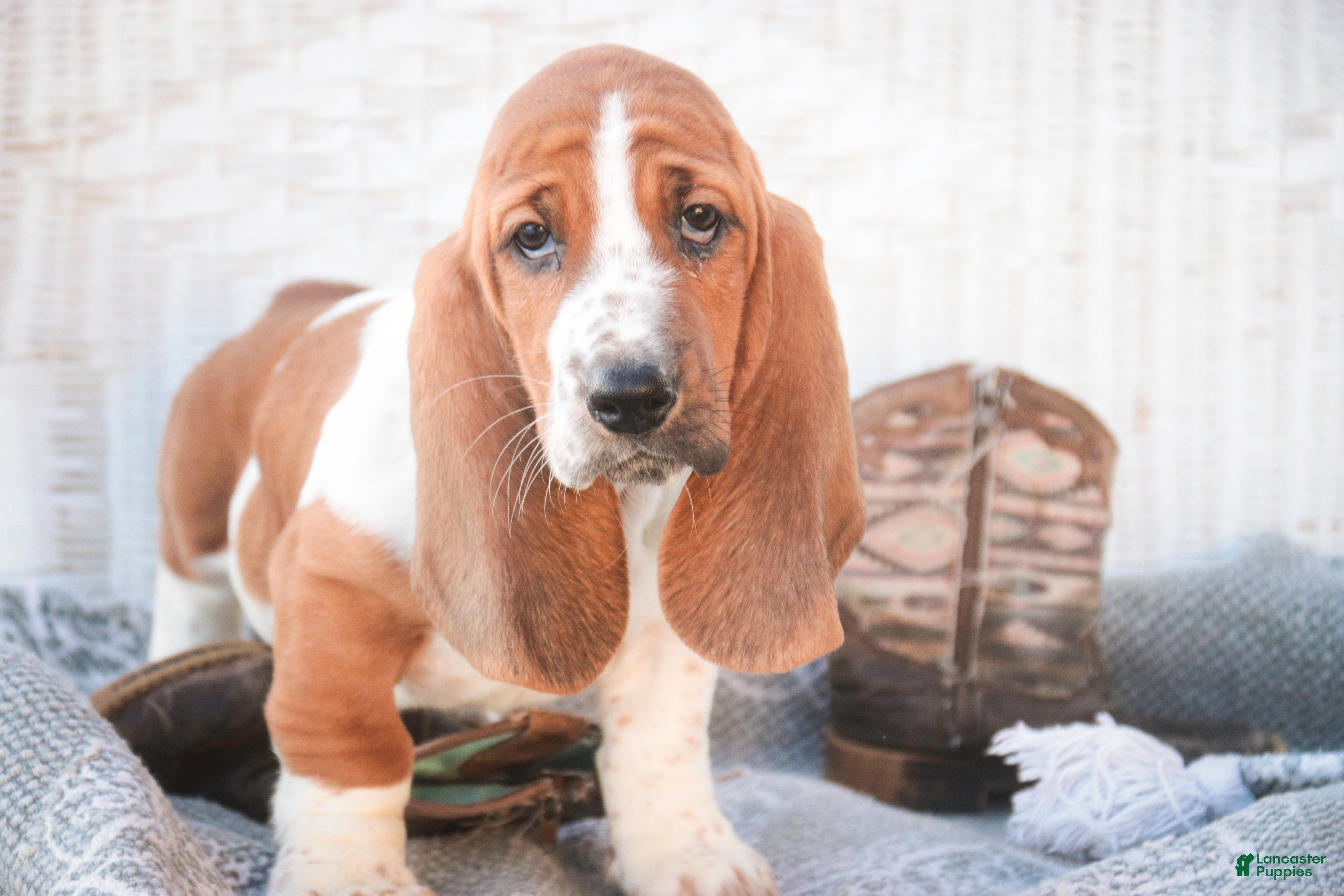 Basset Hound dogs Ainslie - Ad 2
