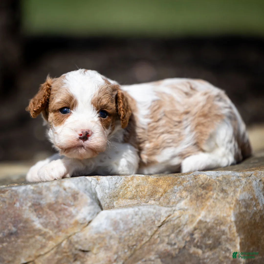 Cavapoo dogs for sale: Joie Cavapoo Puppy  - Ad 1
