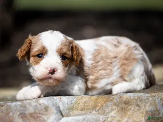 Cavapoo dogs for sale: Joie Cavapoo Puppy - Ad 1