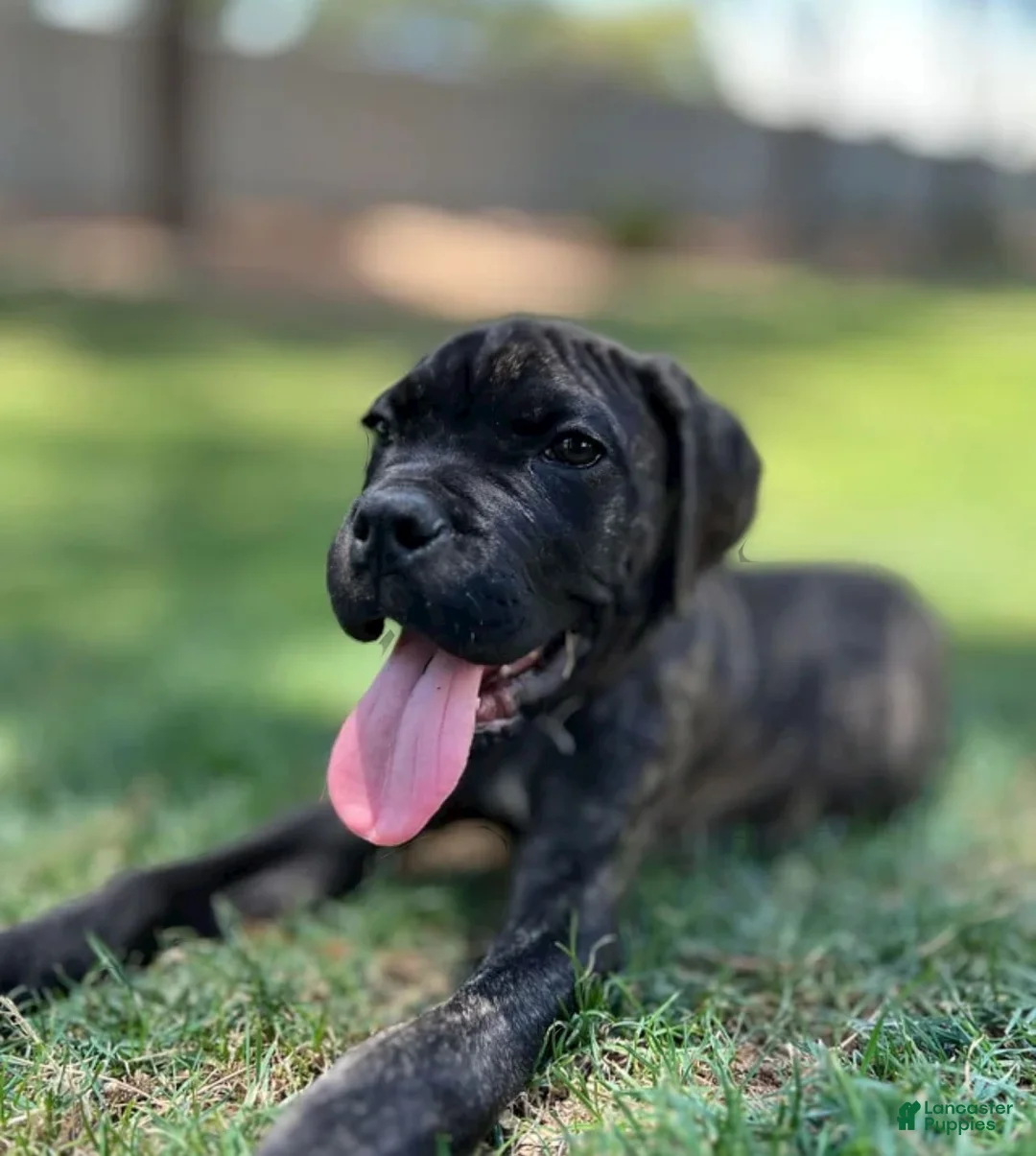 Gallery Image {{count}}