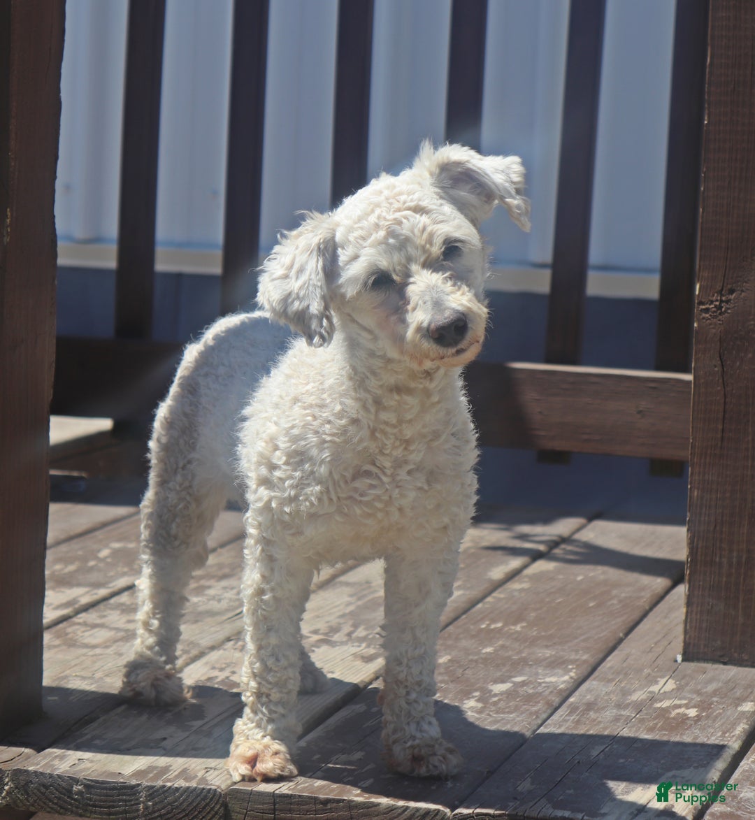 Miniature Poodle dogs for sale: Teddy - Ad 4