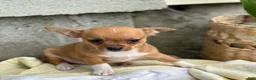 Chihuahua dogs for sale: Rover - Ad 1