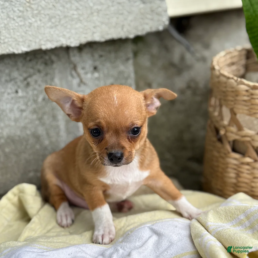 Chihuahua dogs for sale: Rover - Ad 1