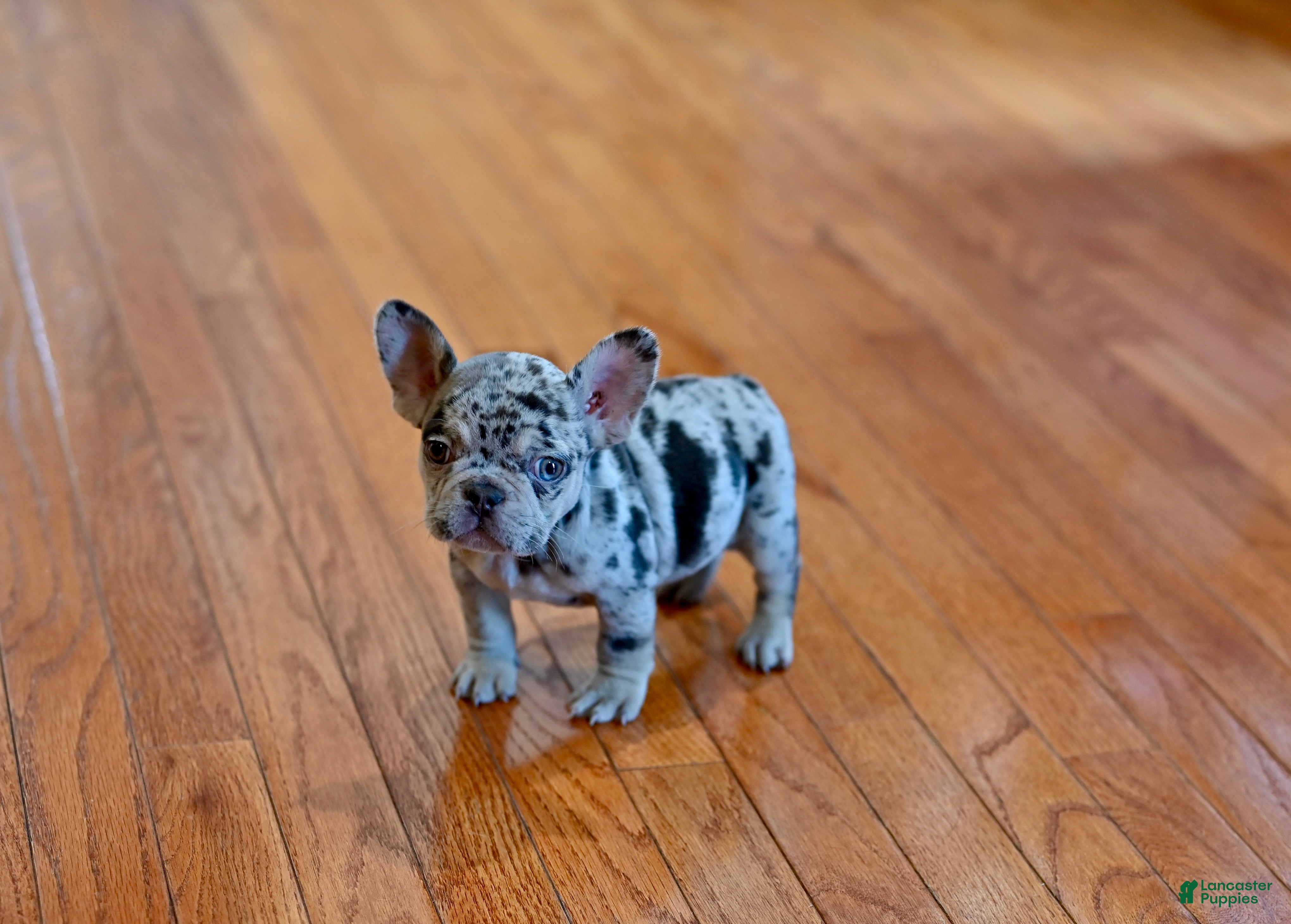 French Bulldog dogs Lola  - Ad 40