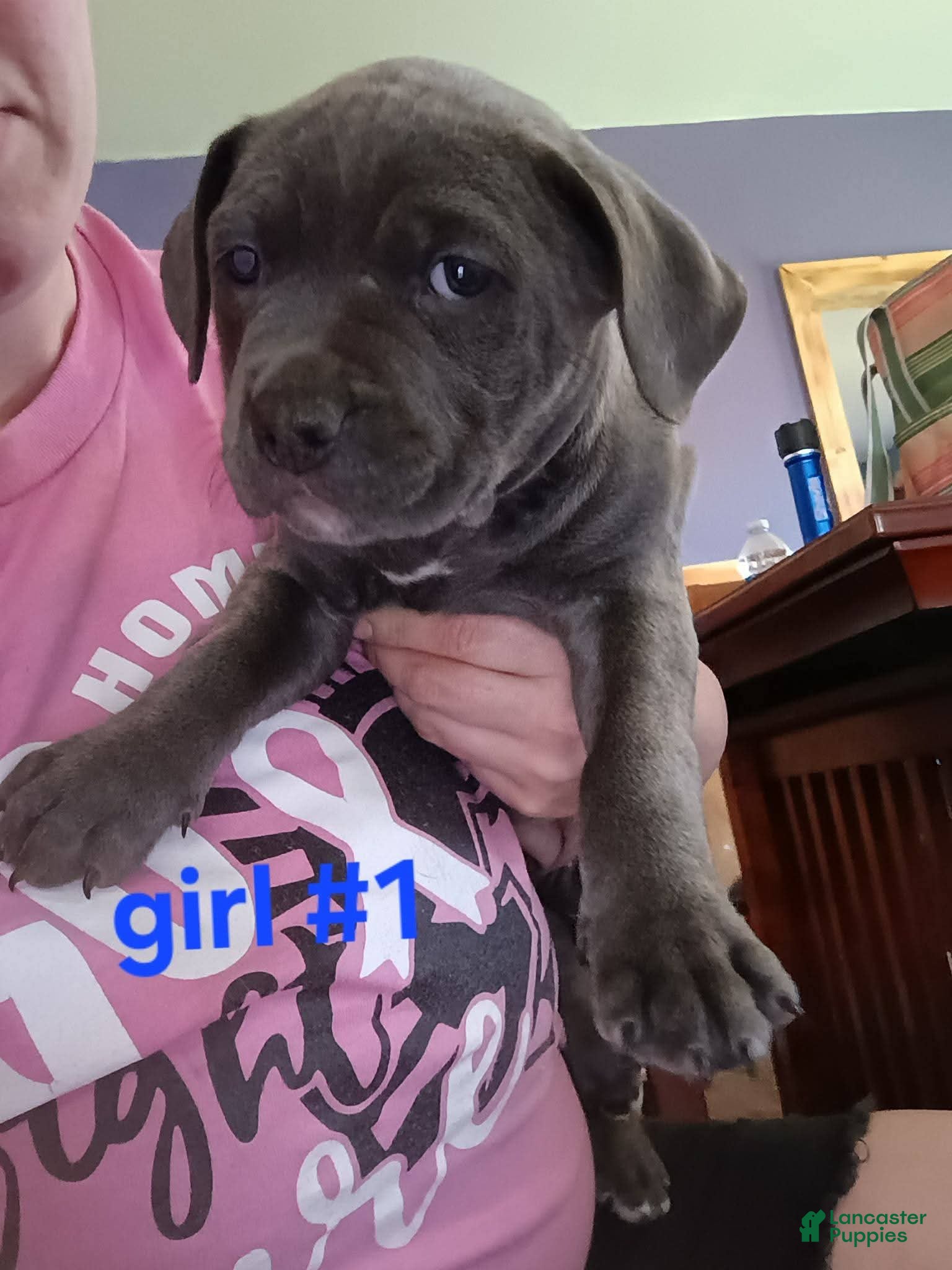 American Pit Bull Terrier dogs American Pit Bull Terrier Puppy 5 - Ad 30