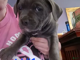 American Pit Bull Terrier dogs American Pit Bull Terrier Puppy 5 - Ad 30