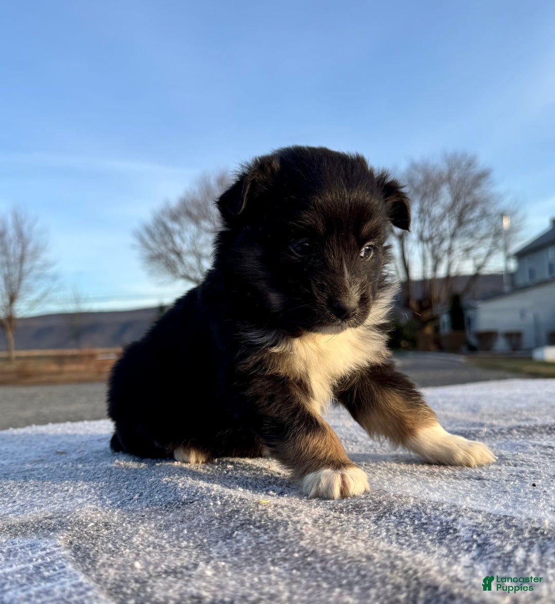 Miniature Australian Shepherd dogs for sale: Nova - Ad 3