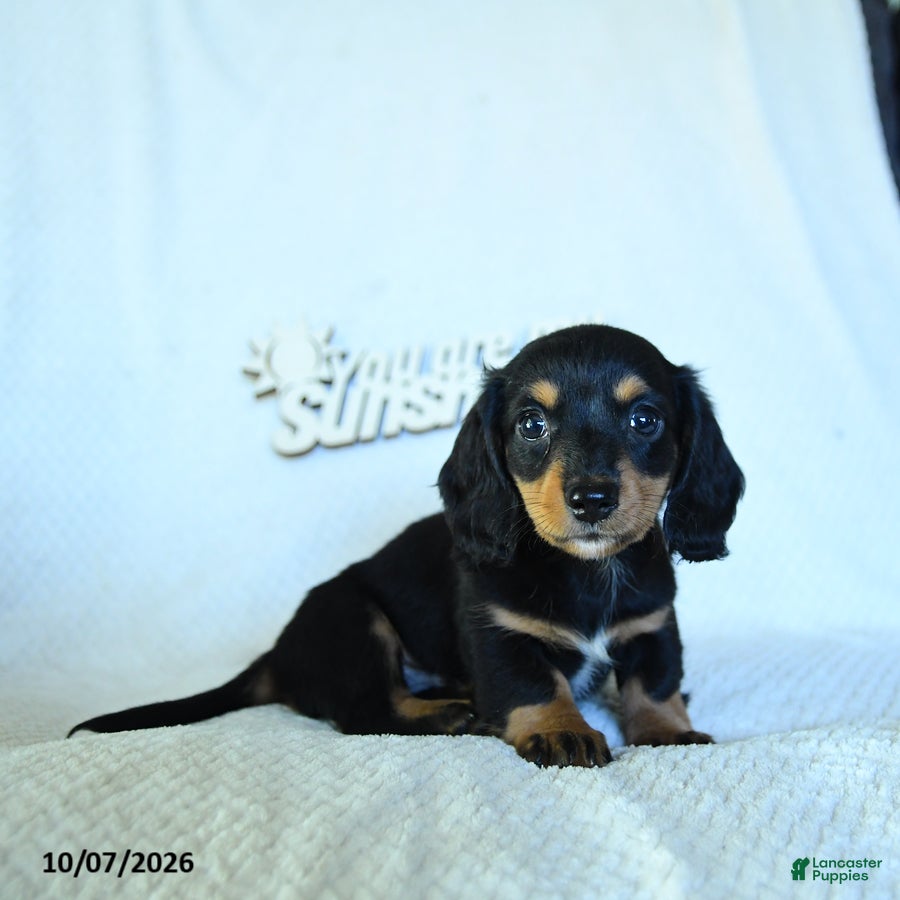 Calvin (Dachshund, Male) in Leola, PA