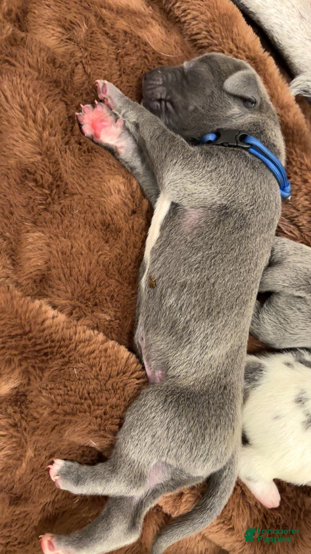 Great Dane dogs for sale: Great Dane 4 - Ad 35