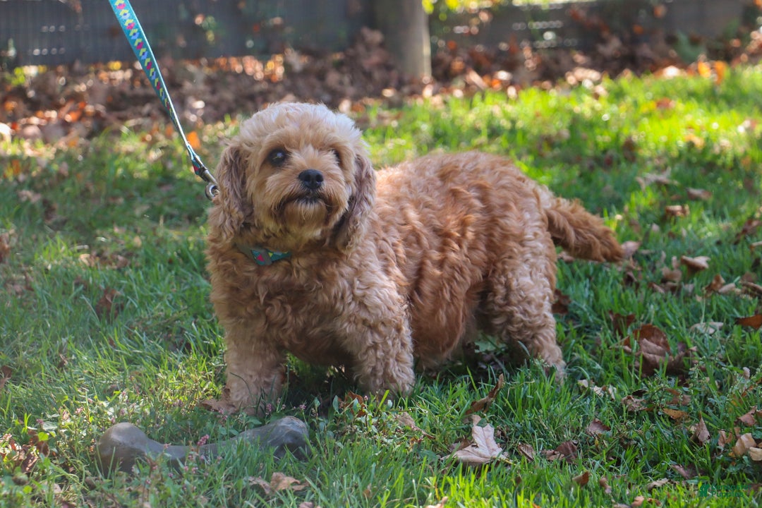 Cavapoo dogs for sale: Tucker - Ad 9