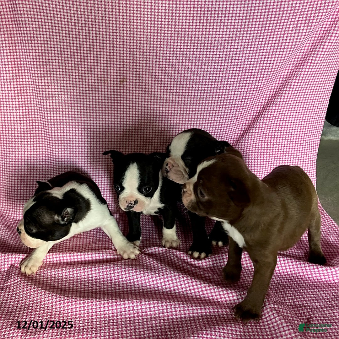 Boston Terrier dogs for sale: Fritz - Ad 3
