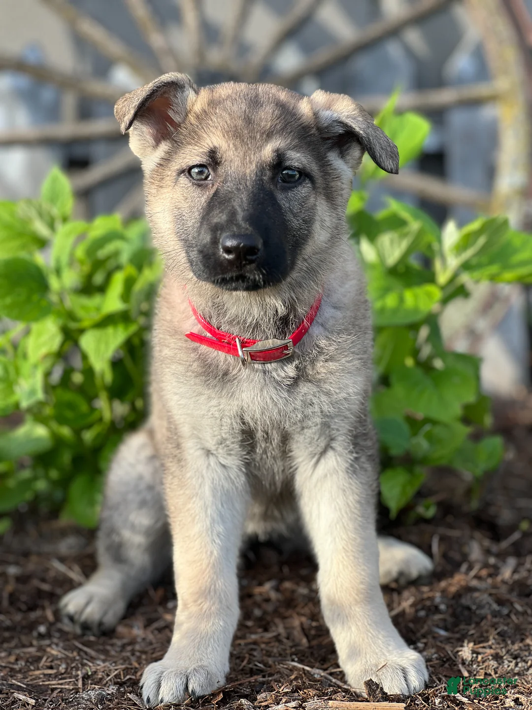 German Shepherd dogs for sale: Caramel - Ad 1