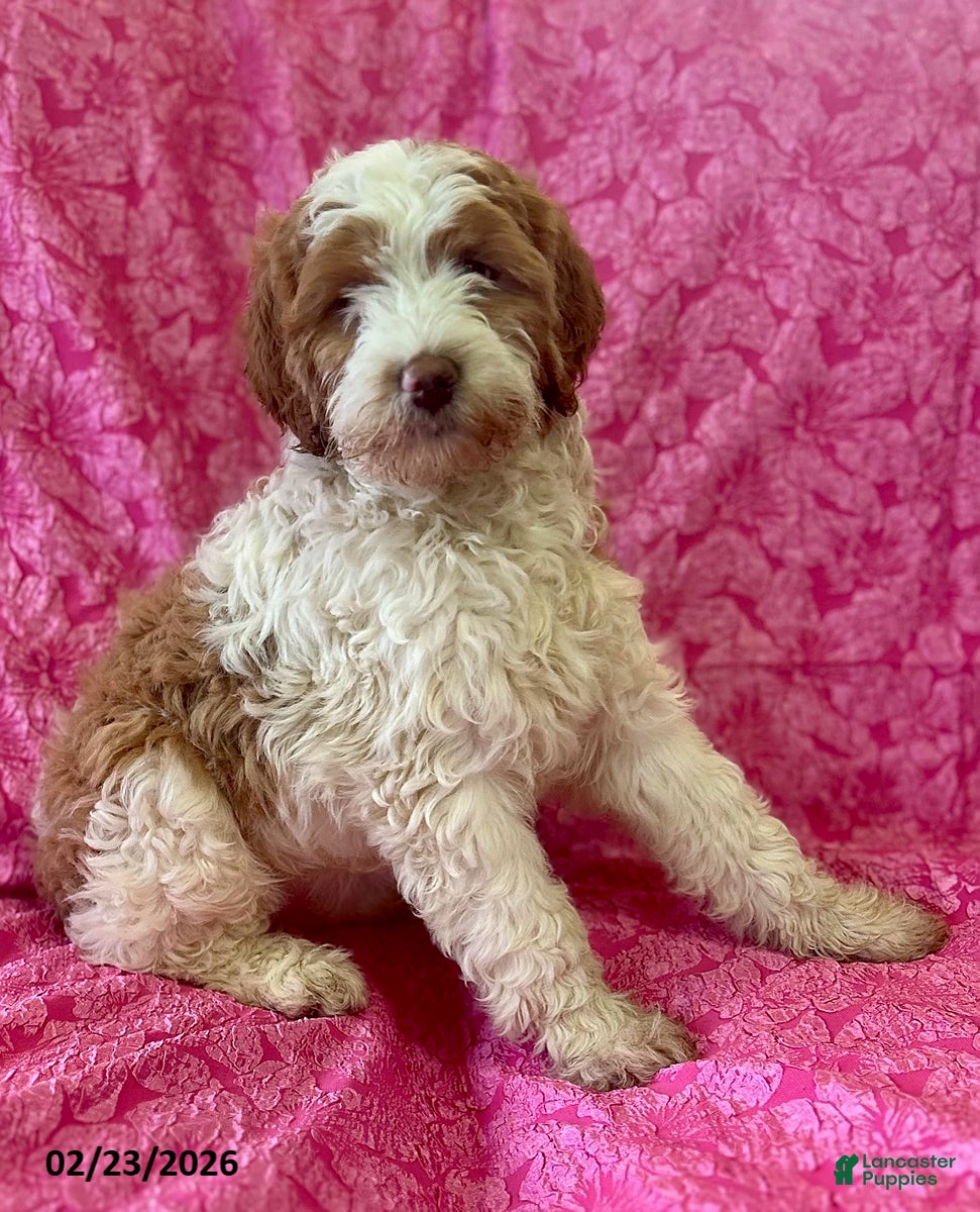 Mini Goldendoodle dogs Gladiola - Ad 1