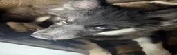 Siberian Husky dogs for sale: Siberian Husky 1 - Ad 1