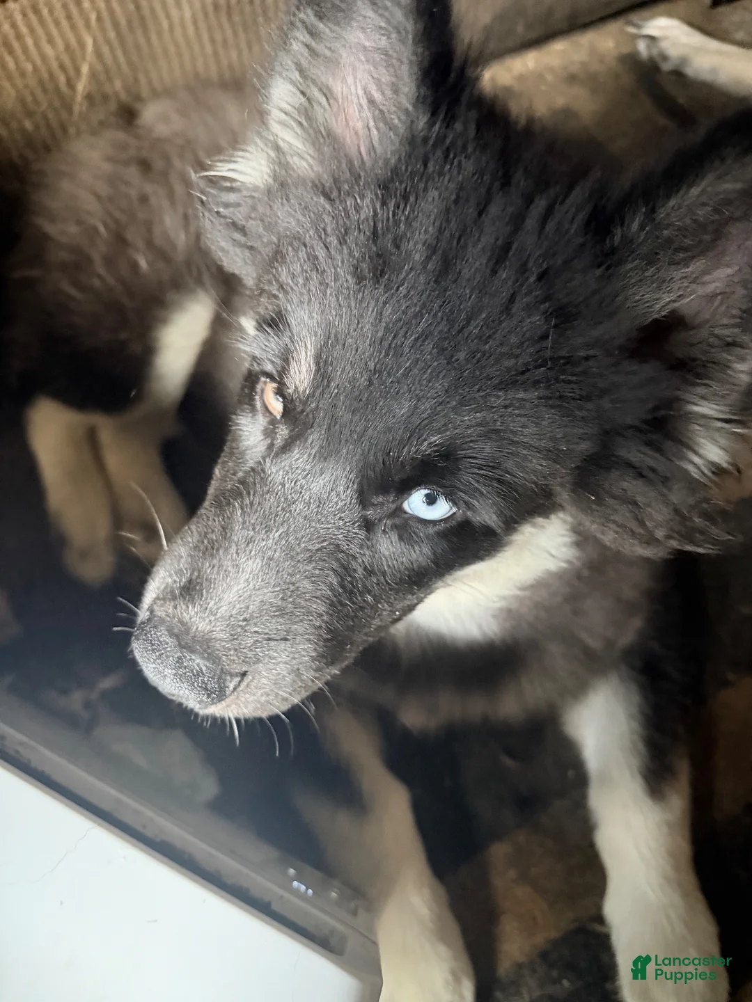 Siberian Husky dogs for sale: Siberian Husky 1 - Ad 1