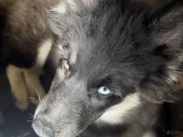 Siberian Husky dogs for sale: Siberian Husky 1 - Ad 1