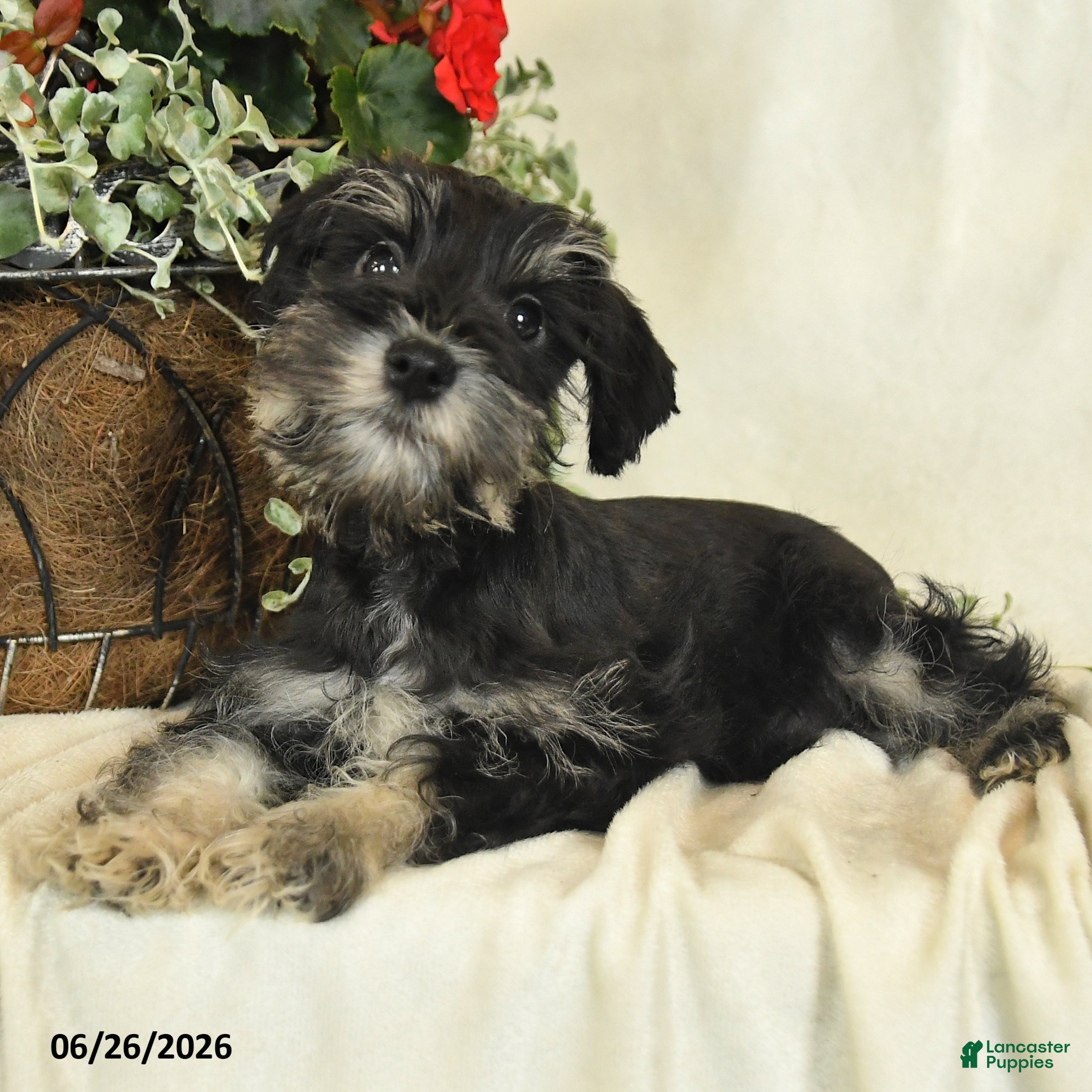 Miniature Schnauzer dogs Ivy - Ad 1
