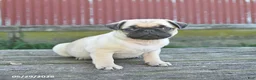 Pug dogs for sale: Licorice - Ad 2