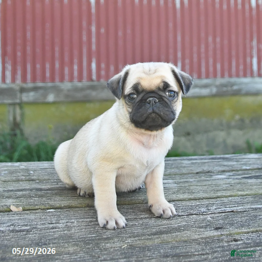 Pug dogs for sale: Licorice - Ad 2