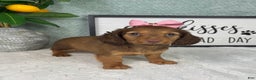 Miniature Dachshund dogs for sale: Danielle  - Ad 2