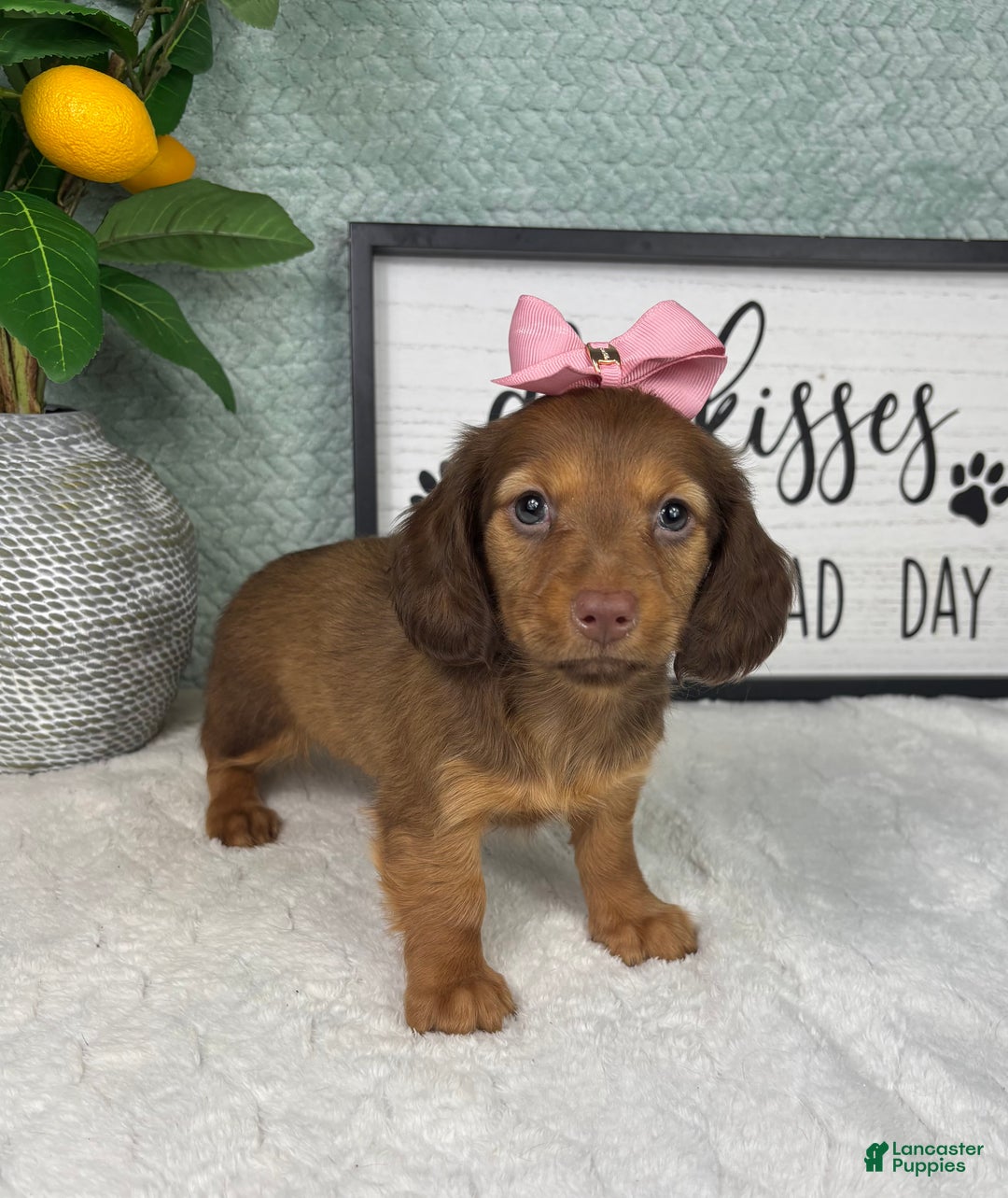 Miniature Dachshund dogs for sale: Danielle  - Ad 2