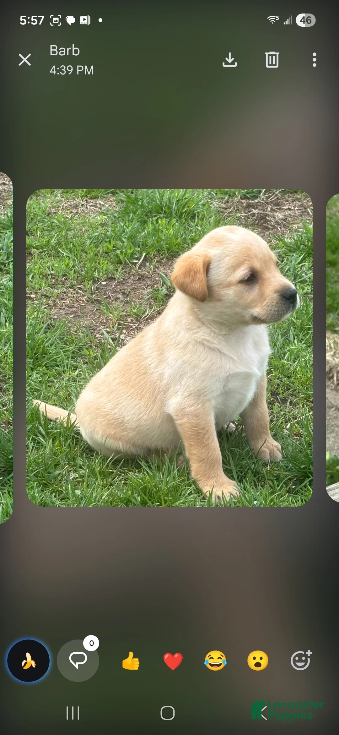 Labrador Retriever dogs for sale: Jessie - Ad 2