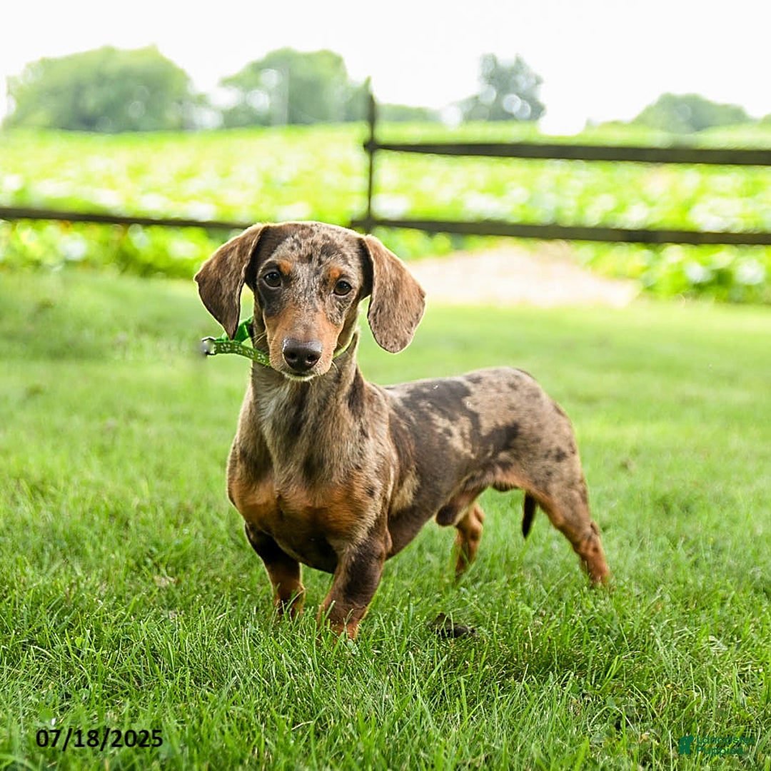 Miniature Dachshund dogs for sale: Willow - Ad 4