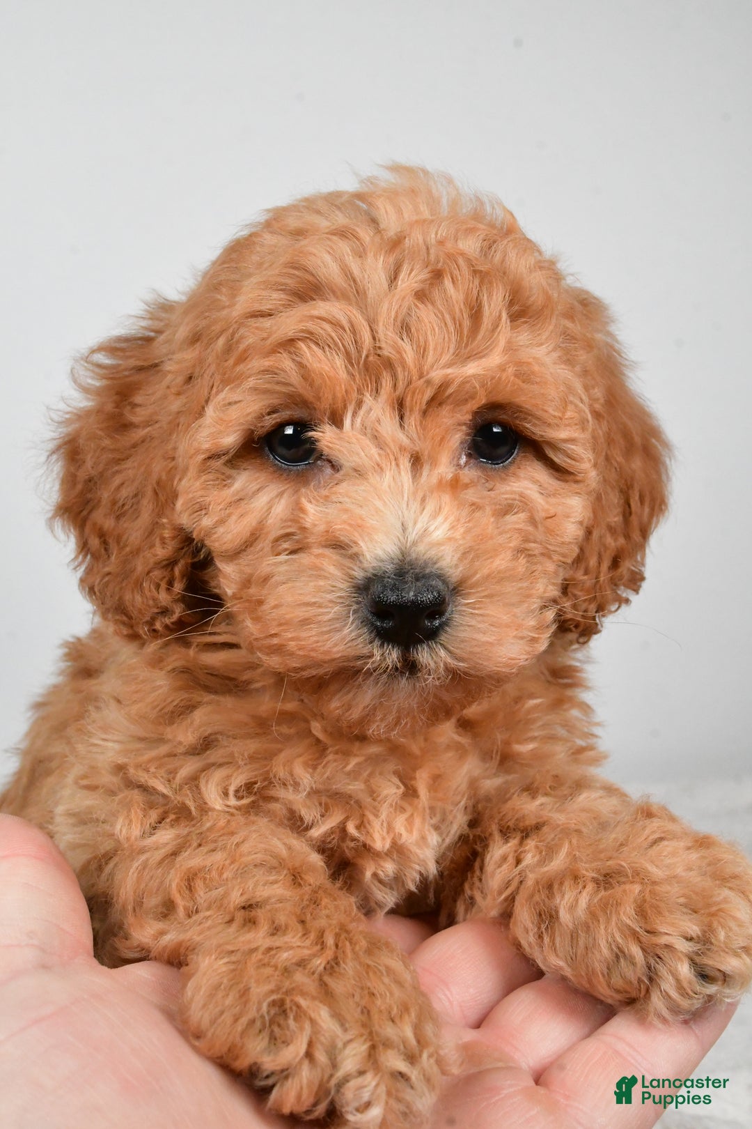 Bichpoo dogs for sale: Buffy - Ad 10