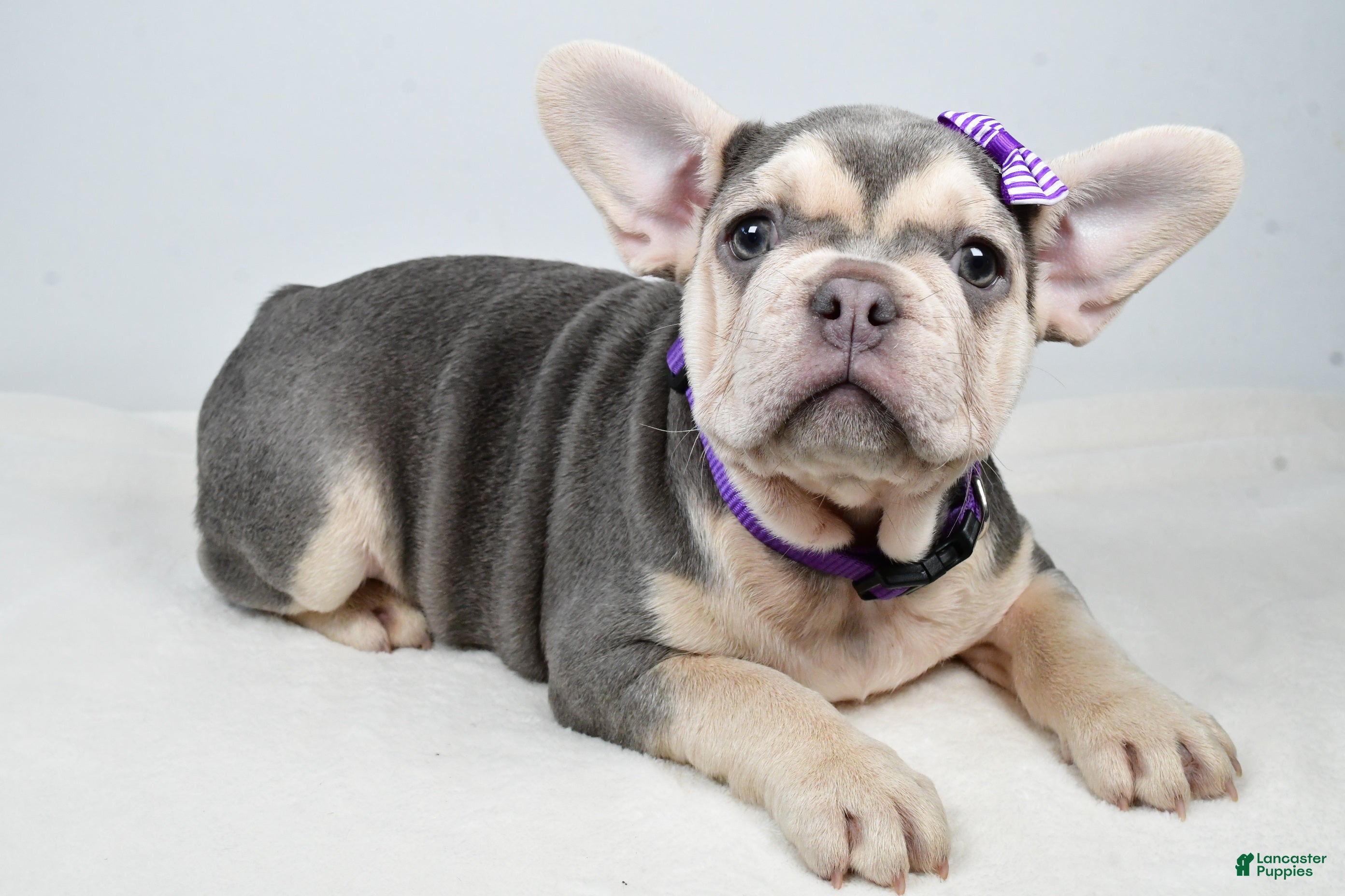 French Bulldog dogs Chloe  - Ad 4