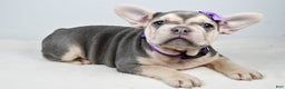 French Bulldog dogs for sale: Chloe  - Ad 1