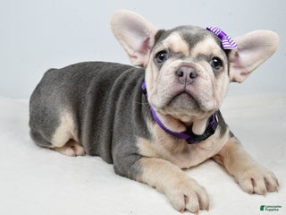 French Bulldog dogs Chloe - Ad 2