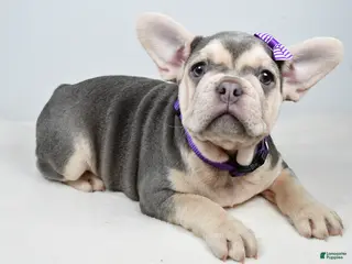 French Bulldog dogs Chloe - Ad 22