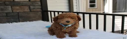 Bichpoo dogs for sale: Flynn  - Ad 5