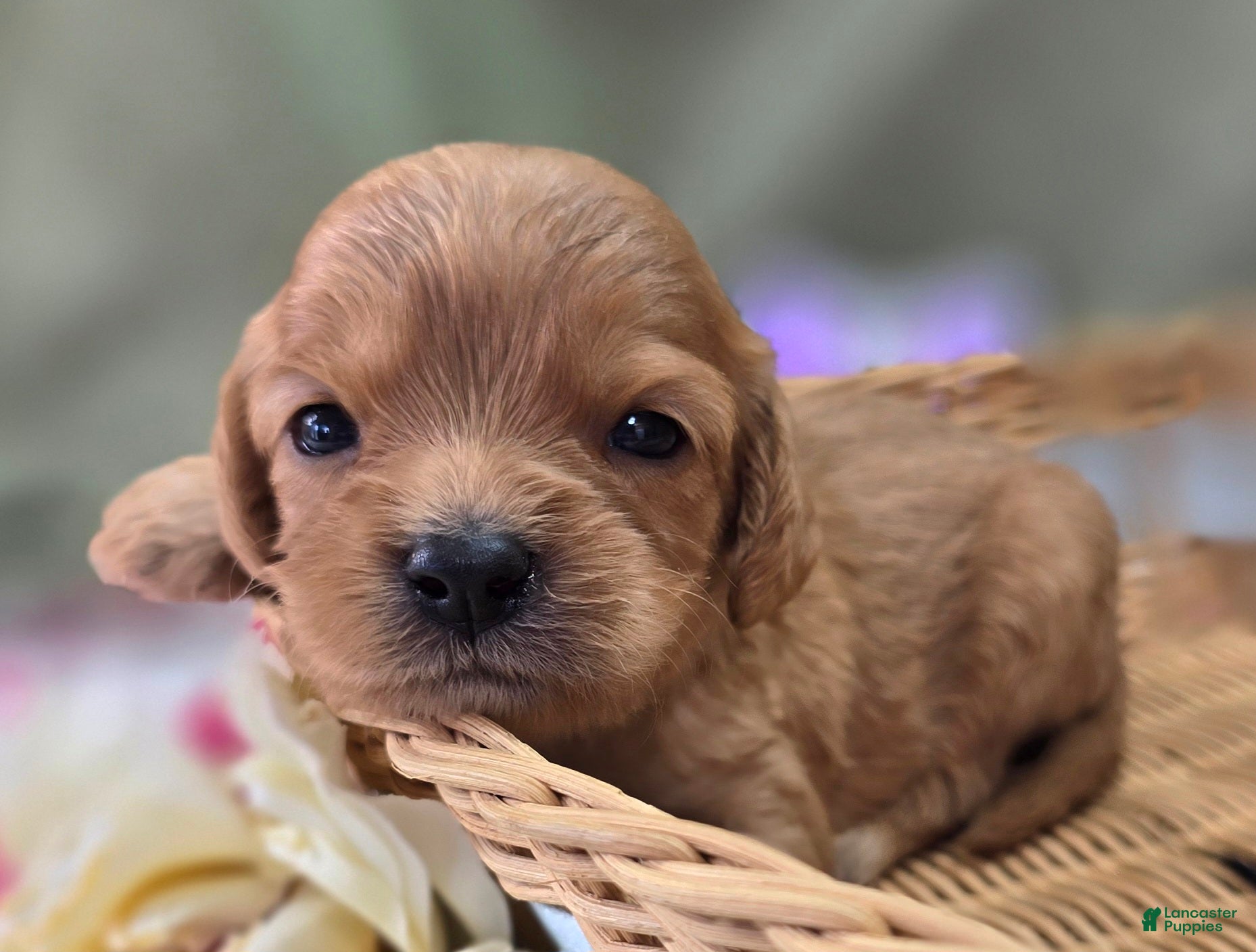 Cavapoo dogs Beau - Ad 22